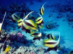 Hurghada, Red  Sea by Nicola Cadel 